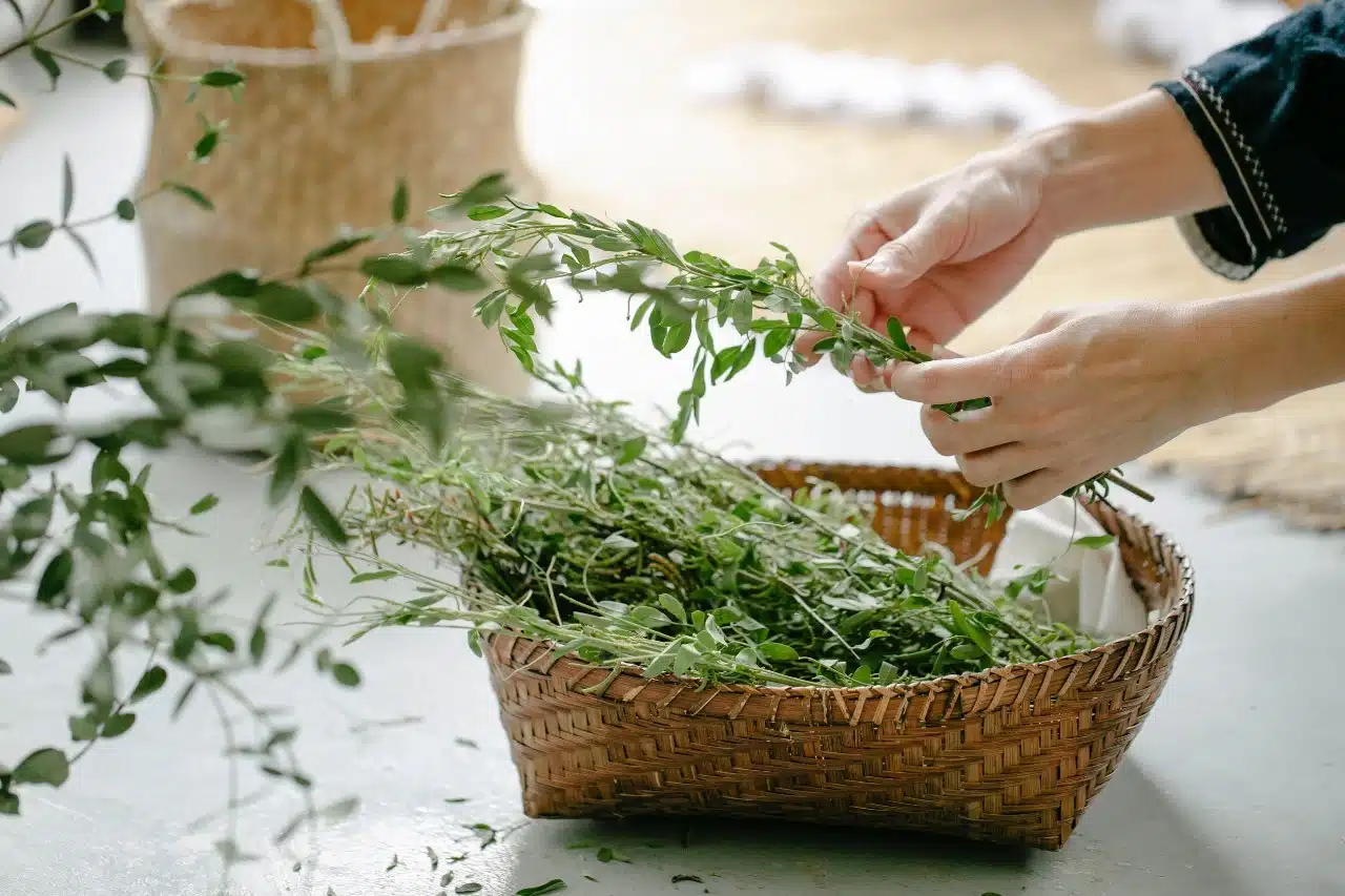 Les secrets insoupçonnés de l'origan séché bienfaits et utilisations culinaires